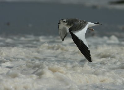 Sabine's Gull  Larus sabini