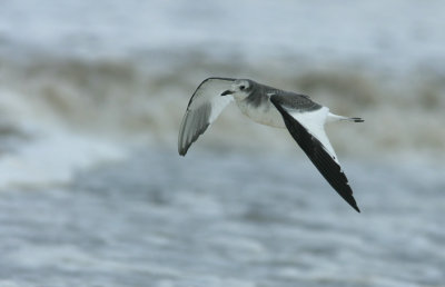 Sabine's Gull  Larus sabini