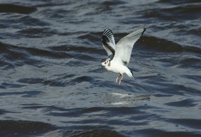 Little Gull  Larus minutus