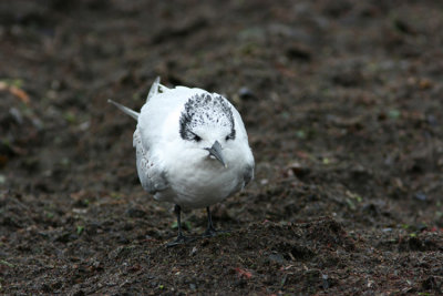 Sandwich Tern  Sterna sandvicensis