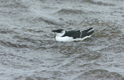 Razorbill  Alca torda