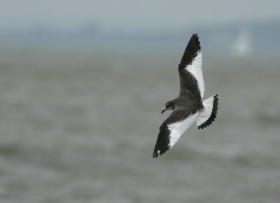 Sabines Gull  Larus sabini