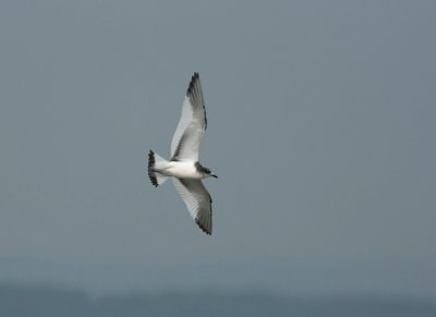 Sabines Gull  Larus sabini