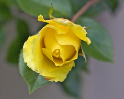 Yellow Rose