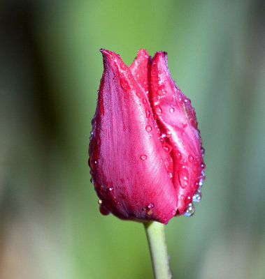 Tulip