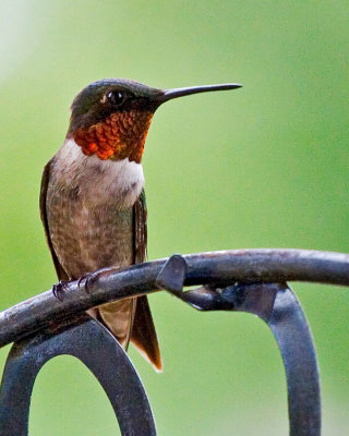 Hummer