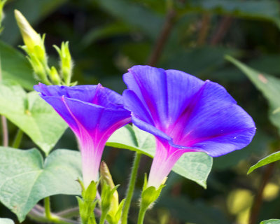 Morning Beauty