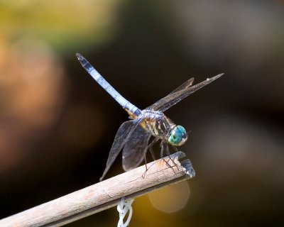 Dragon Fly