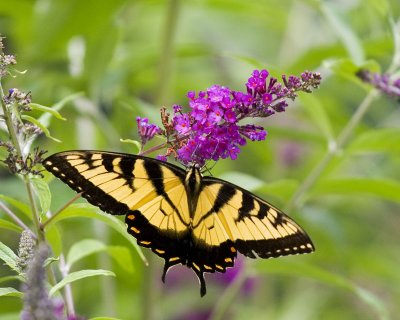Butterflies