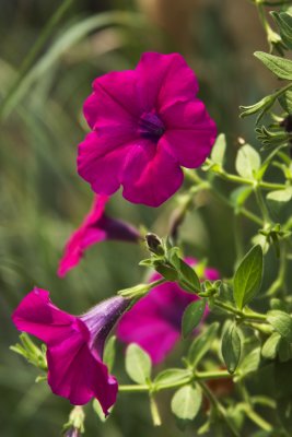 Petunia