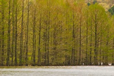 Cypress Trees