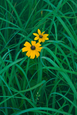 Black-eyed susan and grasses