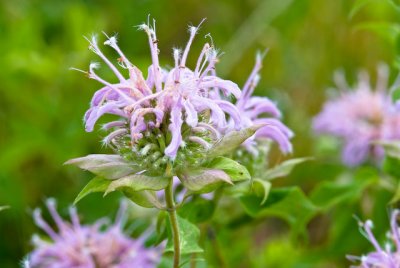 Horsemint