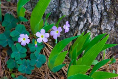 Violet Wood Sorrel