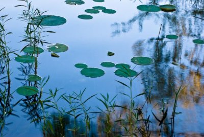 Lily pads and reflections 2