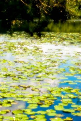 Lily pads and reflections