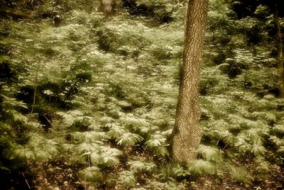 Mayapple Forest