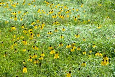 Yellow coneflower and dewy grasses