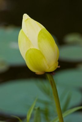 New Lotus Blossom