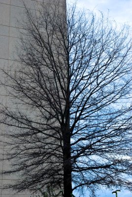 Tree, Building and Sky