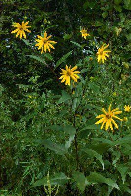 Woodland Sunflower