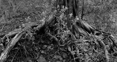 Cedar Tree Roots