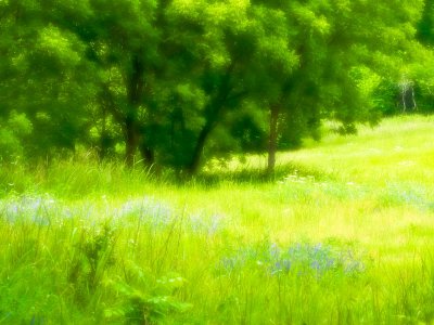 Spring Meadow