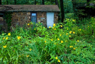 Cabin and flowers