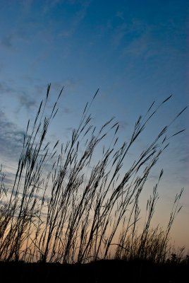 Tallgrass at dawn