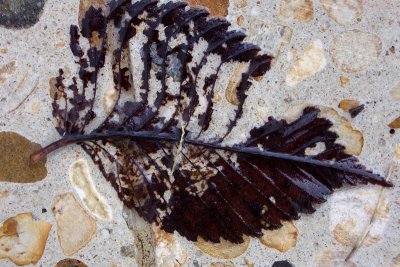 Leaf skeleton