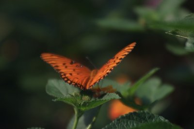 butterfly orange.jpg