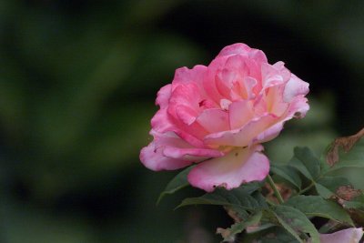 rose800.jpg