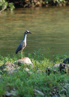 bird.jpg