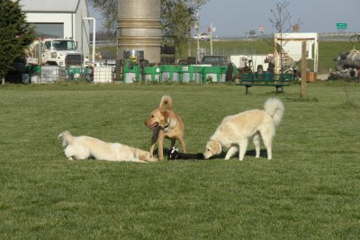 Bear with Webster, Sophia & Tillie (a Boston Bull Terrier puppy)