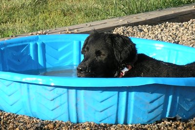 Rebus in pool supplied by his person, Susie Agans