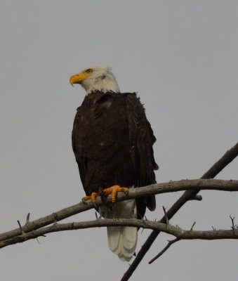 Lucky enough to have a good camera to get some great shots of these beautiful creatures