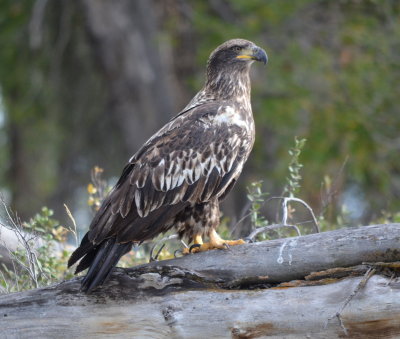 A juvenile bald eagle.  We got within about fifteen feet before he took off into the sky