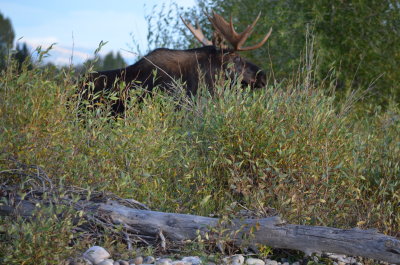 Just happened to pass by this bull moose while on the river float trip