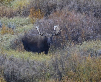 For anyone planning on going to this area I strongly advise you plan ahead and allot enough time/money to stay at the Jackson Lake Lodge. While eating in their dining room the windows look out over a valley floor about two miles by four miles. Especially in the morning the animals cross that field. We were lucky enough to see pronghorn, moose and elk in just a 25 minute period.