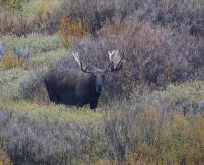 For anyone planning on going to this area I strongly advise you plan ahead and allot enough time/money to stay at the Jackson Lake Lodge.   While eating in their dining room the windows look out over a valley floor about two miles by four miles.   Especially in the morning the animals cross that field.  We were lucky enough to see pronghorn, moose and elk in just a 25 minute period.