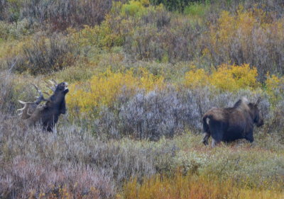 The bull moose has found a cow. This is Jackson Lake Lodge.