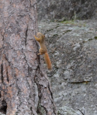 A red squirrel on the short walk around the Devil's Tower