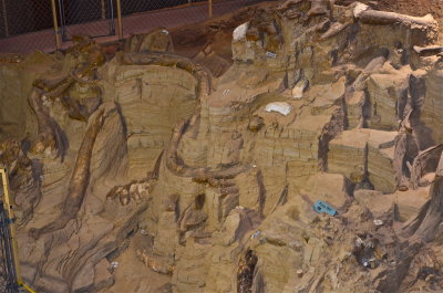 A larger view of the dig site.   It is astounding how many animals they have found in just this one site. 