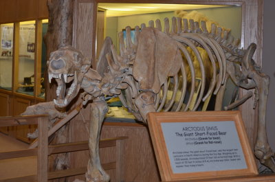 The Giant Short Faced Bear