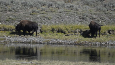 Bison