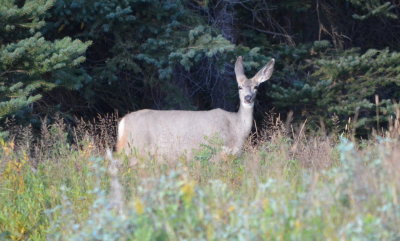 Mule Deer