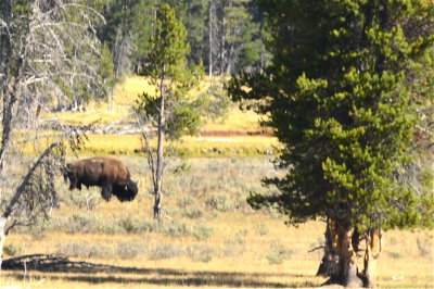 Part of an entire herd that crossed the road directly in our path.   Stopped traffic for quite a ways!