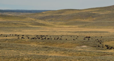 This is only a portion of the herd that stopped traffic while crossing the road