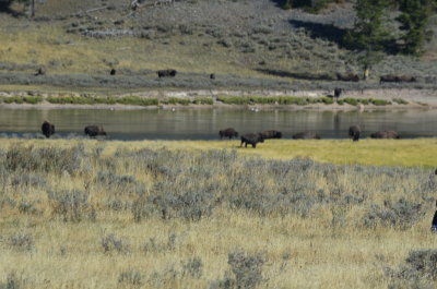 Same herd - different side of the road