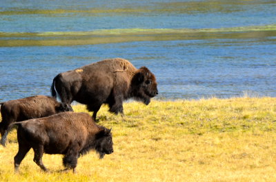 Bison  